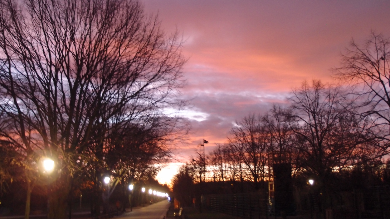 2019-12-11 Spatzen II (Fieldrecording Video)